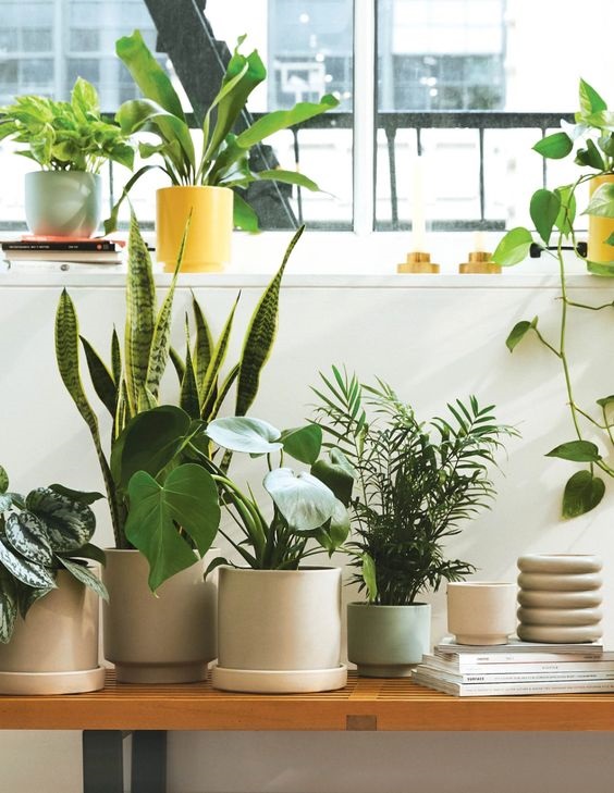 観葉植物